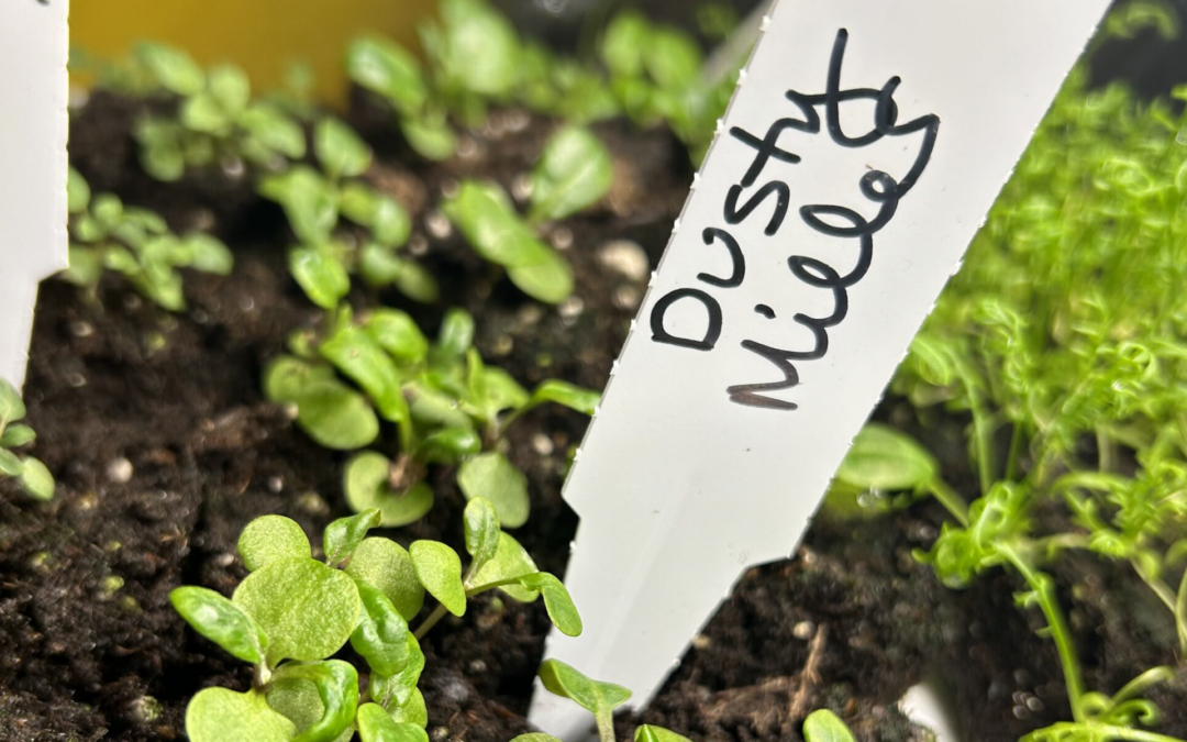 On Being Growth Minded