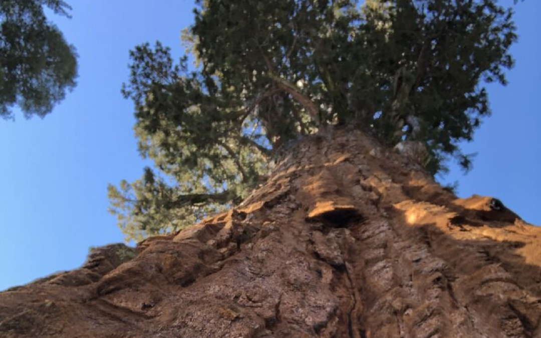 featured-img_1920x1200_large-redwood-tree